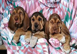 Bloodhounds